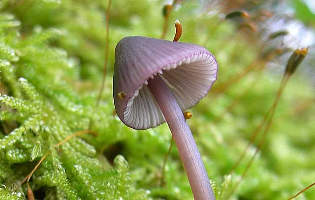 Funghi  e  Habitat